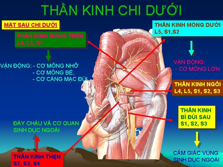 THẦN KINH CHI DƯỚI MẶT SAU CHI DƯỚI THẦN KINH MÔNG TRÊN L 4,