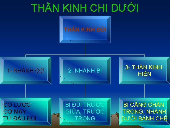 THẦN KINH CHI DƯỚI THẦN KINH ĐÙI 1 - NHÁNH CƠ CƠ LƯỢC CƠ