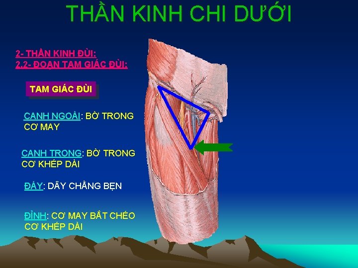 THẦN KINH CHI DƯỚI 2 - THẦN KINH ĐÙI: 2. 2 - ĐOẠN TAM