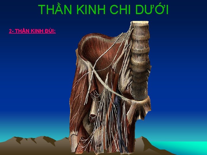 THẦN KINH CHI DƯỚI 2 - THẦN KINH ĐÙI: 