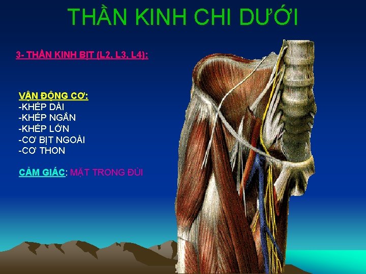 THẦN KINH CHI DƯỚI 3 - THẦN KINH BỊT (L 2, L 3, L