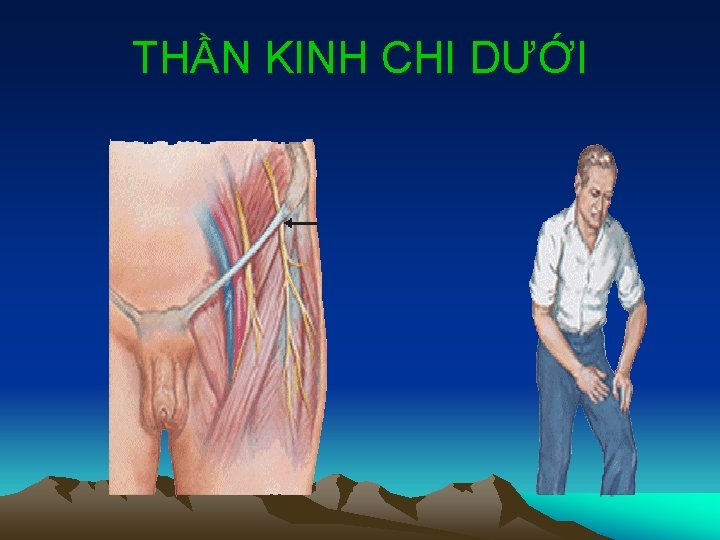 THẦN KINH CHI DƯỚI 