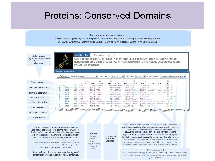 Proteins: Conserved Domains 