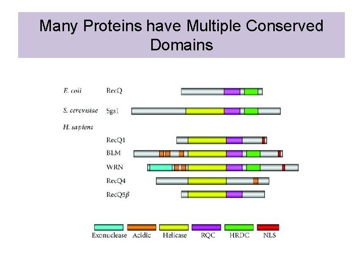 Many Proteins have Multiple Conserved Domains 