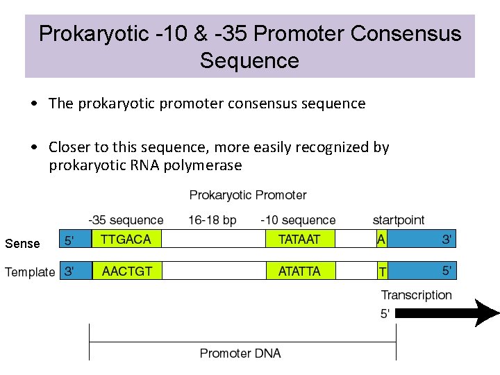 Prokaryotic -10 & -35 Promoter Consensus Sequence • The prokaryotic promoter consensus sequence •