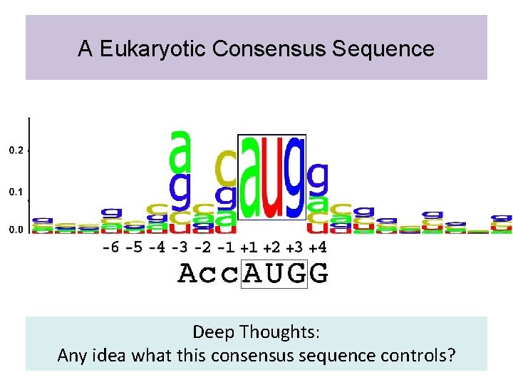 A Eukaryotic Consensus Sequence Deep Thoughts: Any idea what this consensus sequence controls? 