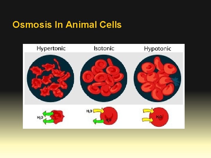 Osmosis In Animal Cells 