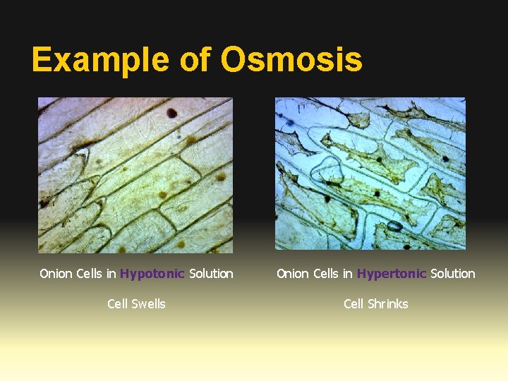 Example of Osmosis Onion Cells in Hypotonic Solution Onion Cells in Hypertonic Solution Cell