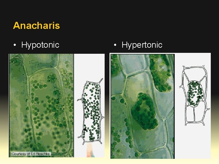 Anacharis • Hypotonic • Hypertonic 