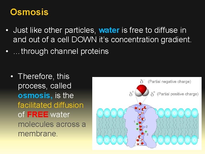 Osmosis • Just like other particles, water is free to diffuse in and out