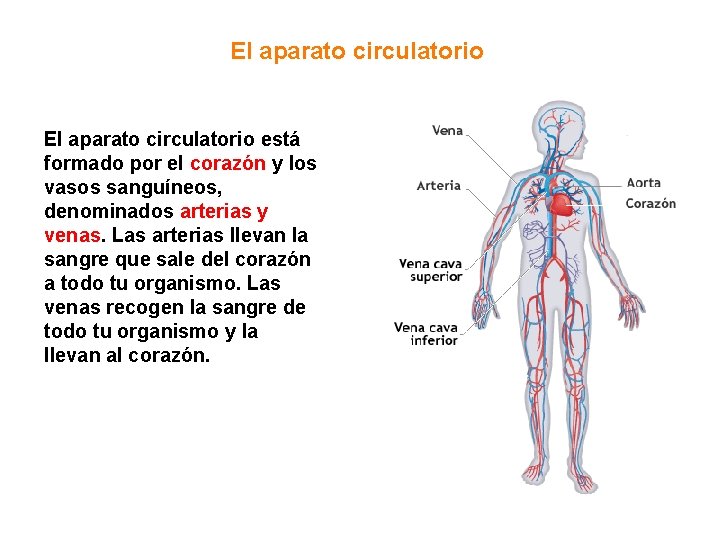 El aparato circulatorio está formado por el corazón y los vasos sanguíneos, denominados arterias