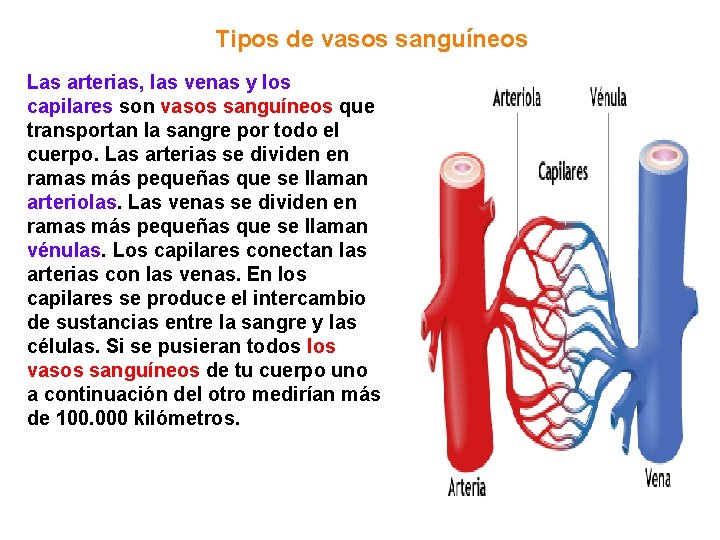 Tipos de vasos sanguíneos Las arterias, las venas y los capilares son vasos sanguíneos