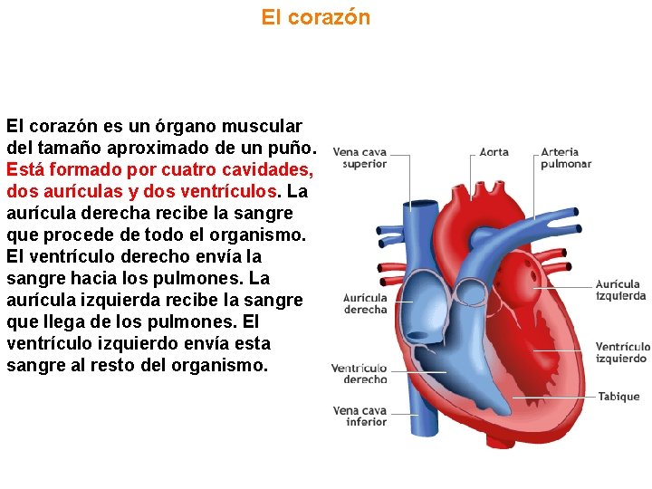 El corazón es un órgano muscular del tamaño aproximado de un puño. Está formado