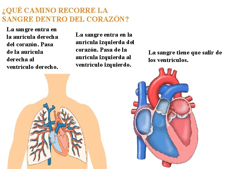 ¿QUÉ CAMINO RECORRE LA SANGRE DENTRO DEL CORAZÓN? La sangre entra en la aurícula