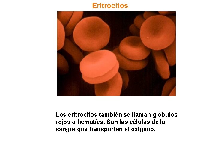 Eritrocitos Los eritrocitos también se llaman glóbulos rojos o hematíes. Son las células de