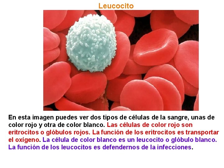 Leucocito En esta imagen puedes ver dos tipos de células de la sangre, unas