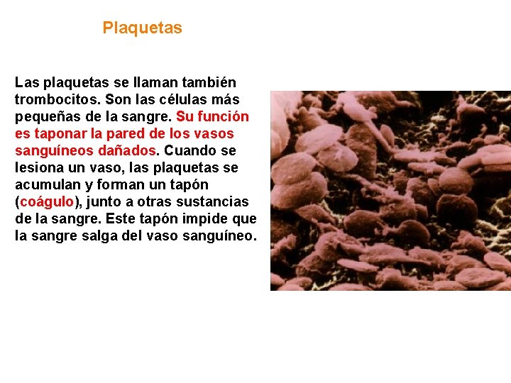 Plaquetas Las plaquetas se llaman también trombocitos. Son las células más pequeñas de la