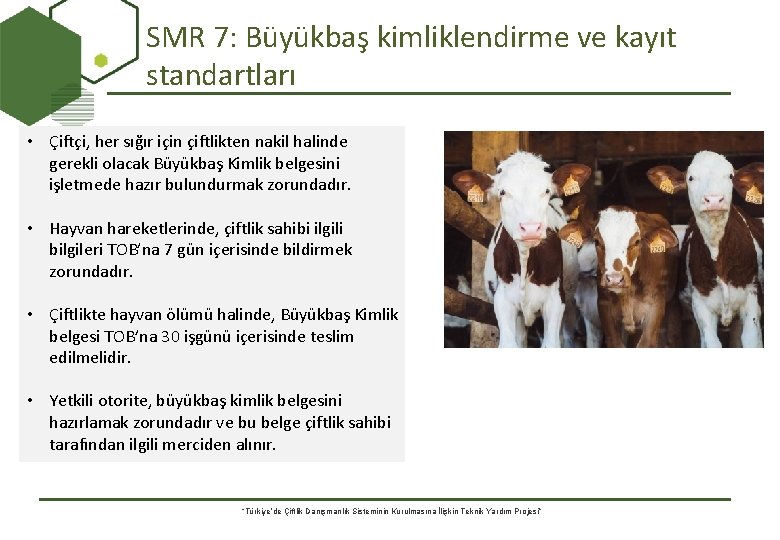 SMR 7: Büyükbaş kimliklendirme ve kayıt standartları • Çiftçi, her sığır için çiftlikten nakil