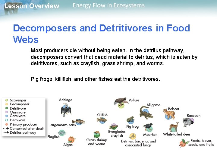 Lesson Overview Energy Flow in Ecosystems Decomposers and Detritivores in Food Webs Most producers Lesson Overview Energy Flow in Ecosystems Decomposers and Detritivores in Food Webs Most producers