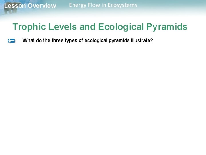 Lesson Overview Energy Flow in Ecosystems Trophic Levels and Ecological Pyramids What do the Lesson Overview Energy Flow in Ecosystems Trophic Levels and Ecological Pyramids What do the