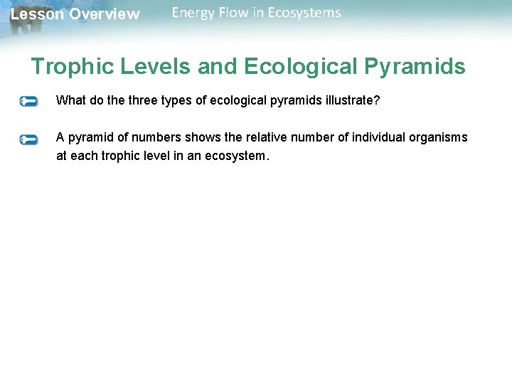 Lesson Overview Energy Flow in Ecosystems Trophic Levels and Ecological Pyramids What do the Lesson Overview Energy Flow in Ecosystems Trophic Levels and Ecological Pyramids What do the