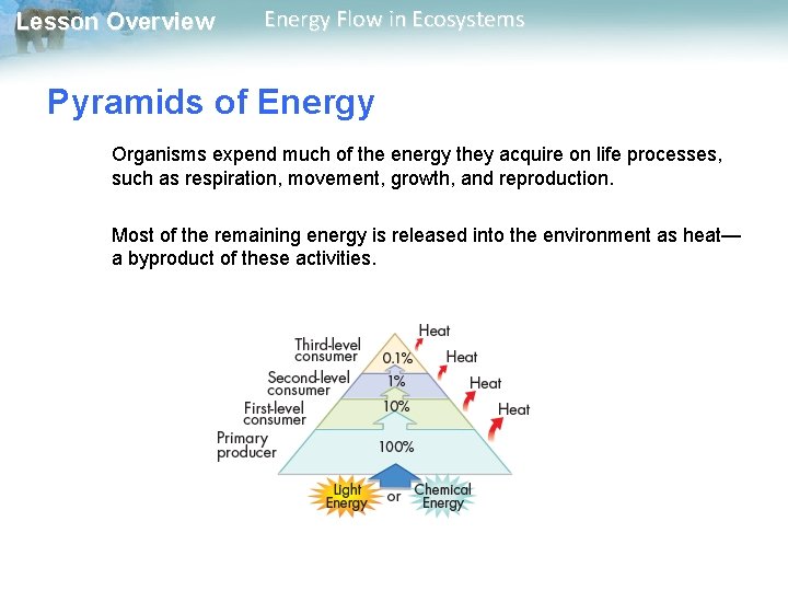 Lesson Overview Energy Flow in Ecosystems Pyramids of Energy Organisms expend much of the Lesson Overview Energy Flow in Ecosystems Pyramids of Energy Organisms expend much of the