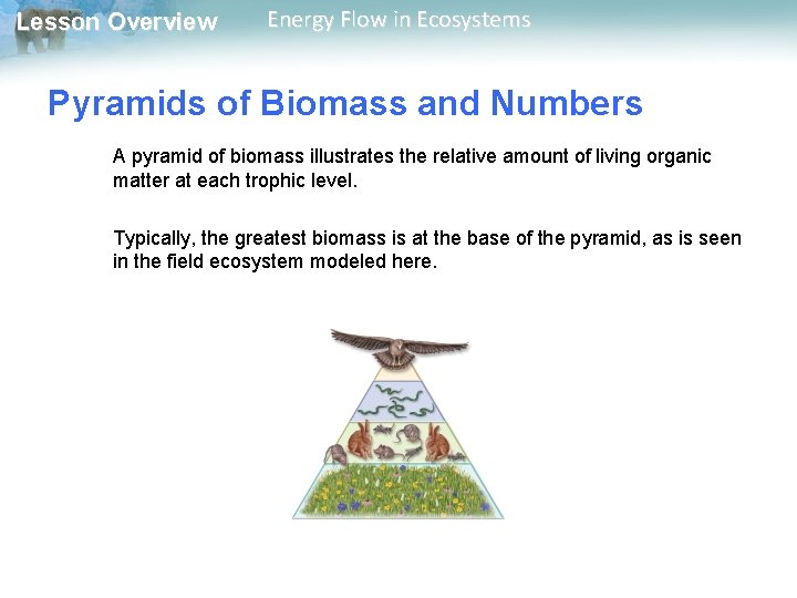 Lesson Overview Energy Flow in Ecosystems Pyramids of Biomass and Numbers A pyramid of Lesson Overview Energy Flow in Ecosystems Pyramids of Biomass and Numbers A pyramid of