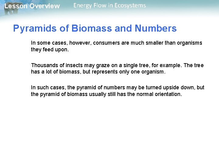 Lesson Overview Energy Flow in Ecosystems Pyramids of Biomass and Numbers In some cases, Lesson Overview Energy Flow in Ecosystems Pyramids of Biomass and Numbers In some cases,