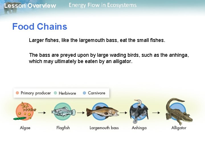 Lesson Overview Energy Flow in Ecosystems Food Chains Larger fishes, like the largemouth bass, Lesson Overview Energy Flow in Ecosystems Food Chains Larger fishes, like the largemouth bass,