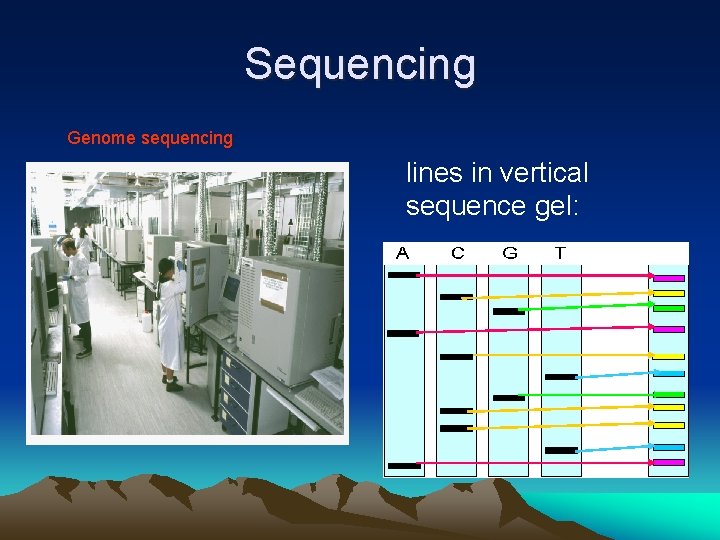 Sequencing Genome sequencing lines in vertical sequence gel: 