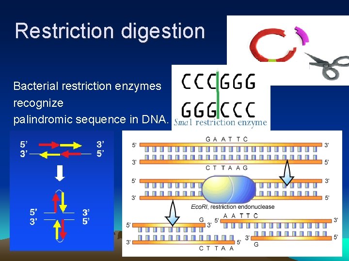 Restriction digestion Bacterial restriction enzymes recognize palindromic sequence in DNA. 