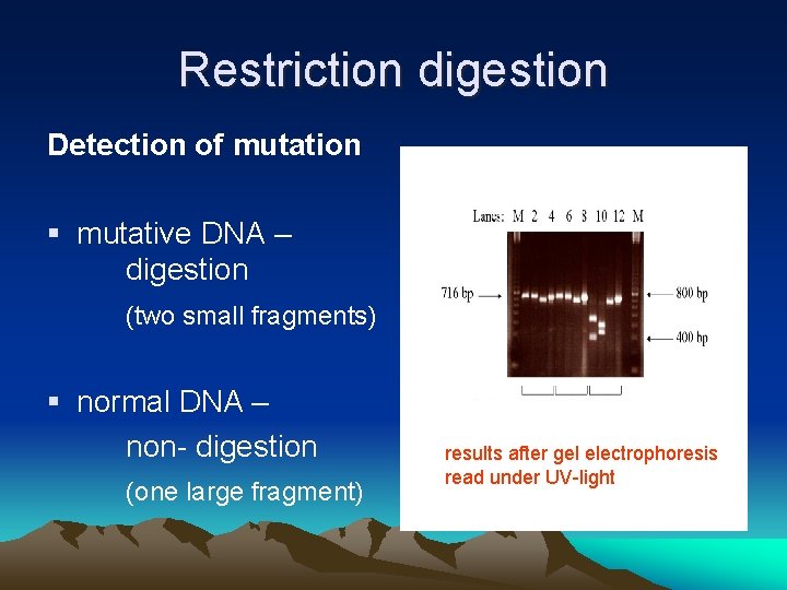Restriction digestion Detection of mutation § mutative DNA – digestion (two small fragments) §