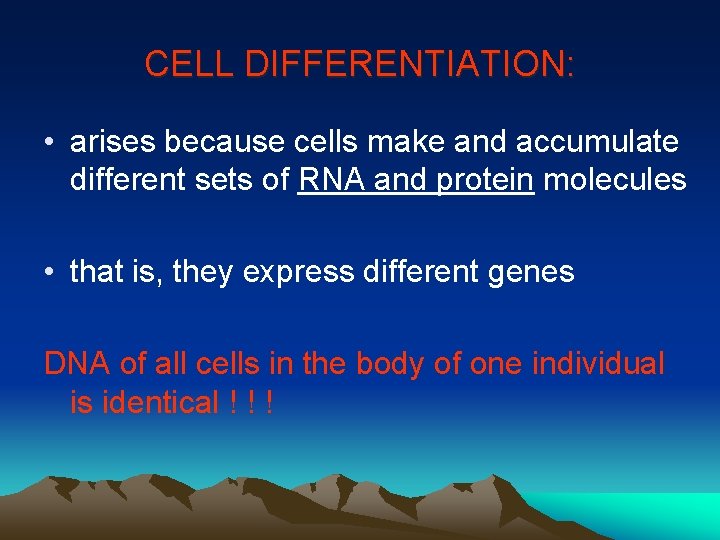 CELL DIFFERENTIATION: • arises because cells make and accumulate different sets of RNA and