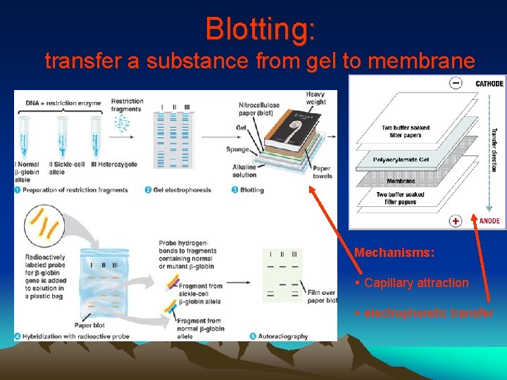 Blotting: transfer a substance from gel to membrane Mechanisms: § Capillary attraction § electrophoretic