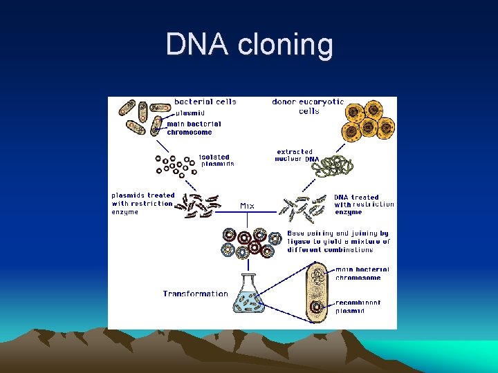 DNA cloning 
