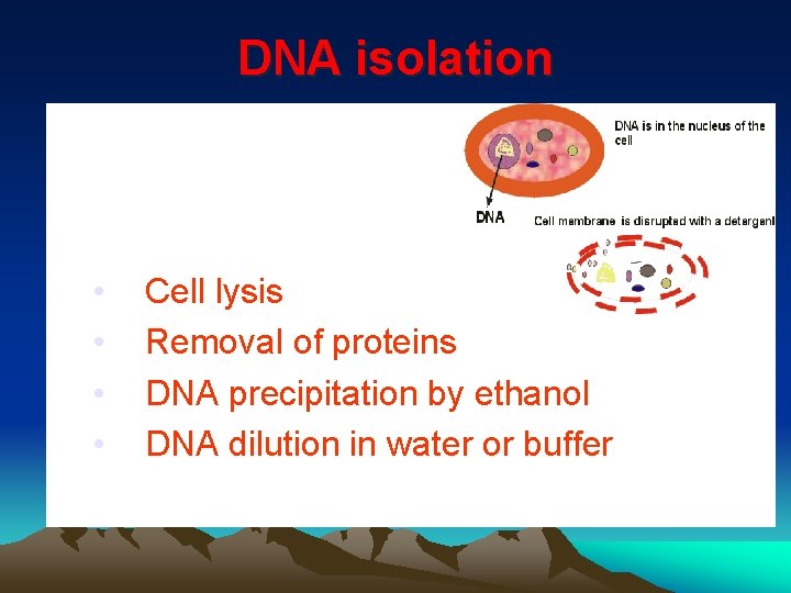DNA isolation • • Cell lysis Removal of proteins DNA precipitation by ethanol DNA