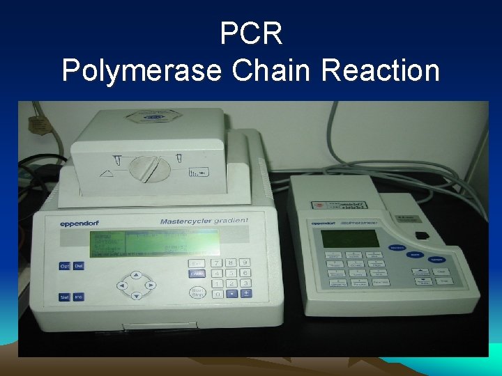 PCR Polymerase Chain Reaction 