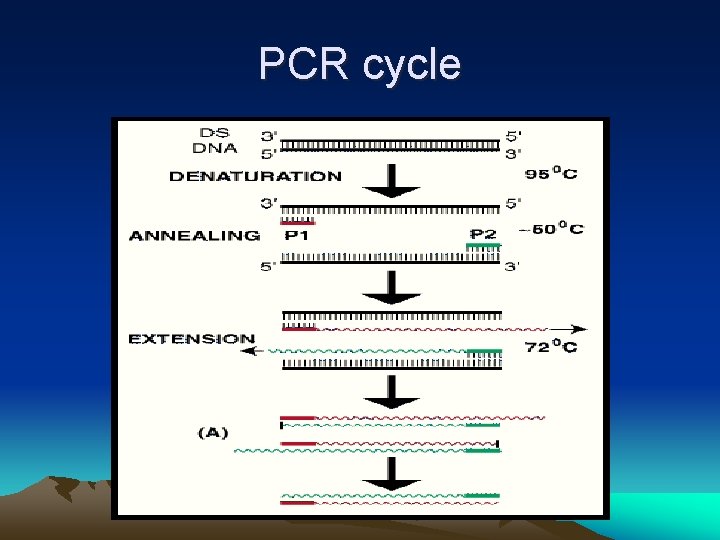 PCR cycle 