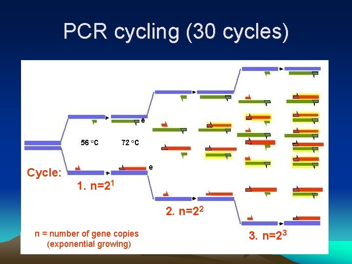 PCR cycling (30 cycles) Cycle: 1. n=21 2. n=22 n = number of gene