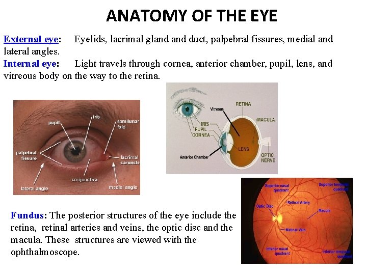 ANATOMY OF THE EYE External eye: Eyelids, lacrimal gland duct, palpebral fissures, medial and