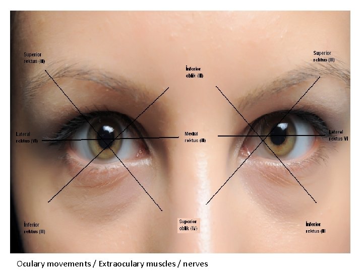 Oculary movements / Extraoculary muscles / nerves 