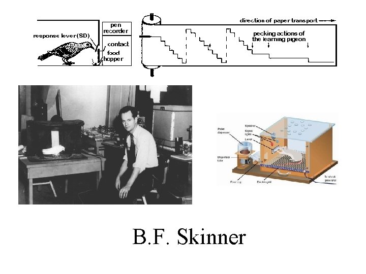 B. F. Skinner 