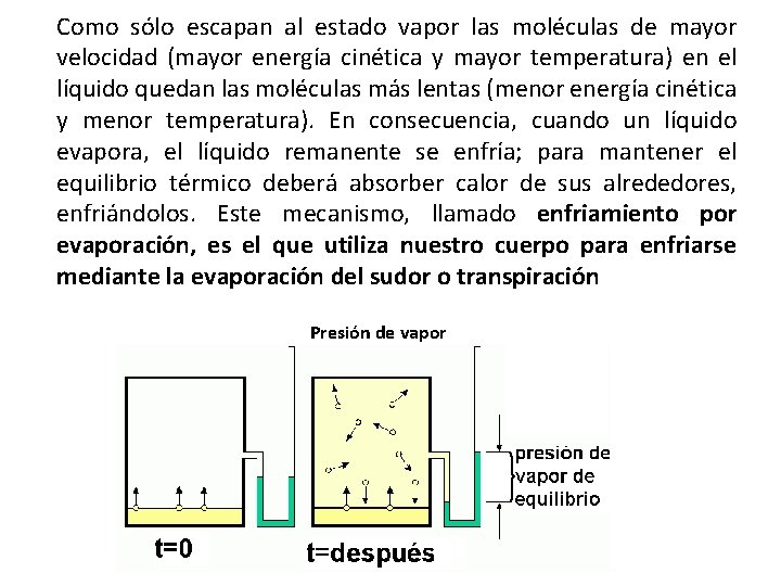 Como sólo escapan al estado vapor las moléculas de mayor velocidad (mayor energía cinética