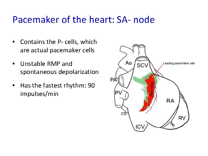 Pacemaker of the heart: SA- node • Contains the P- cells, which are actual