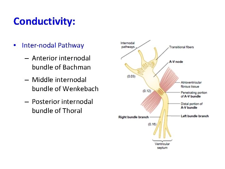 Conductivity: • Inter-nodal Pathway – Anterior internodal bundle of Bachman – Middle internodal bundle