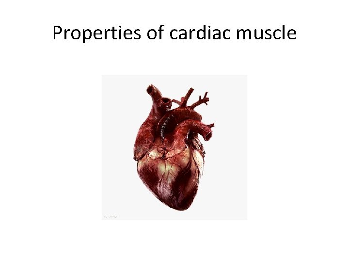 Properties of cardiac muscle 