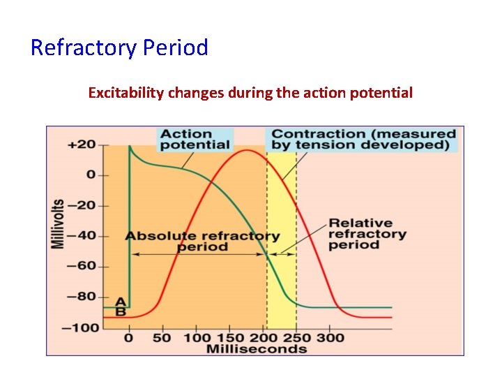 Refractory Period Excitability changes during the action potential 