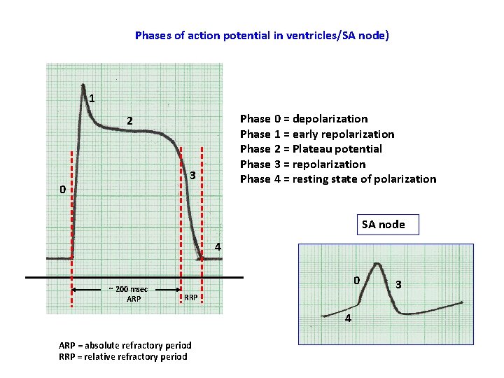 Phases of action potential in ventricles/SA node) 1 Phase 0 = depolarization Phase 1