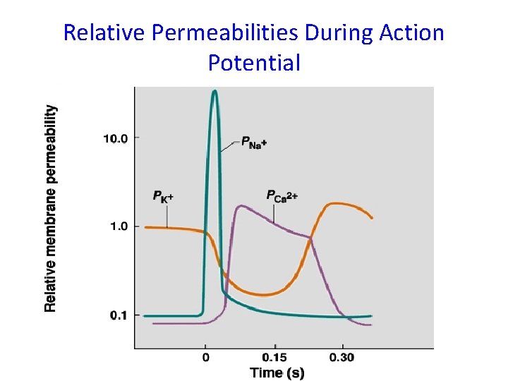 Relative Permeabilities During Action Potential 