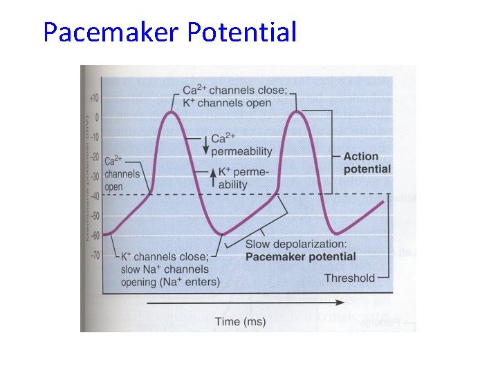 Pacemaker Potential 